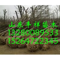 二十二公分國槐價格