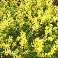 供應 櫸樹、高桿女貞、櫻花、紫荊、紫薇