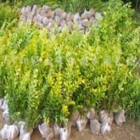 供應(yīng) 龍柏衛(wèi)矛金葉女貞、大葉黃楊小黃楊、扶芳藤金邊黃楊