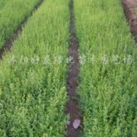 供應(yīng) 龍柏衛(wèi)矛、、金葉女貞、黃楊、金邊黃楊、紅葉小波、小葉女