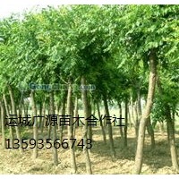 國(guó)槐出售、10-20公分國(guó)槐優(yōu)惠價(jià)格供應(yīng)