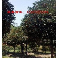 浙江桂花價(jià)格 金華桂花價(jià)格 桂花苗木供應(yīng)