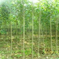 急售大葉女貞 垂柳 紅葉李1、2、3公分