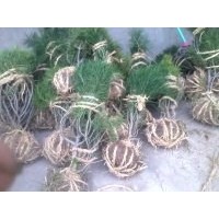 供應白皮松 白皮松苗占地白皮松 白皮松價格