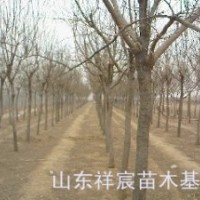 急售6-8公分國槐，大國槐小國槐價(jià)格