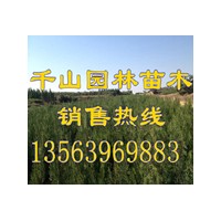 供應(yīng)側(cè)柏苗價(jià)格，側(cè)柏小苗價(jià)格，側(cè)柏樹苗價(jià)格