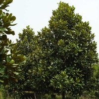 低價(jià)供應(yīng)廣玉蘭、合歡、法桐、紫葉李、紫薇等綠化苗木