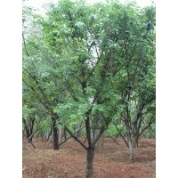 供應(yīng)櫻花，紅葉李，玉蘭等多種苗木