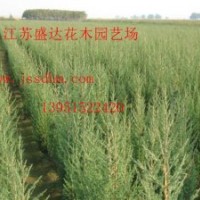 金葉女貞、紅葉小檗、塔柏、沙地柏、膠東衛(wèi)矛