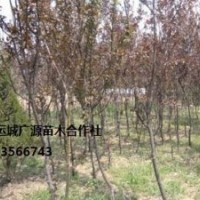 紫葉李出售、嫁接紫葉李優(yōu)惠價(jià)格供應(yīng)