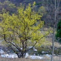 長(zhǎng)期供應(yīng)河南各種規(guī)格叢生、高桿山茱萸