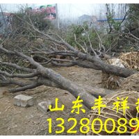 國槐、法桐、白臘、合歡、垂柳