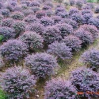 福建紅花繼木球的價(jià)格，紅花繼木供應(yīng)