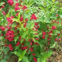 專售紅王子錦帶100萬(wàn).扶芳藤.衛(wèi)矛100萬(wàn).火棘100萬(wàn).金葉.小葉女貞