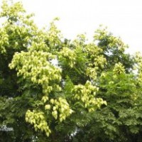 欒樹 欒樹種植 欒樹價格 沭陽縣靜怡綠化苗木園藝場