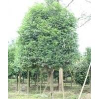 供應(yīng)15公分天竺桂