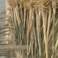 要想致富種樹就種國槐樹