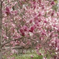 供應(yīng)200萬株優(yōu)質(zhì)小苗月季，國槐、欒樹、合歡、青桐、白臘、大葉