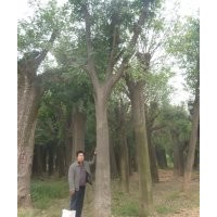 大規(guī)格皂莢樹 基地實(shí)拍圖片（皂角樹）