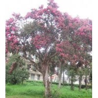 湖南紫薇樹(shù)|湖南紫薇樹(shù)價(jià)格|