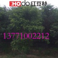 南方紅豆杉苗木 紅豆杉樹苗 凈化空氣 抗癌植物 有效降低pm2.5值