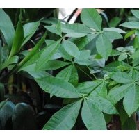發(fā)財樹 發(fā)財樹,欖仁 ,藍花楹