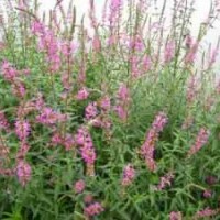 供應(yīng)頂級(jí)千屈菜、黃刺玫 太平花