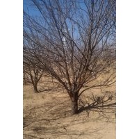 出售八棱海棠樹直徑從1-20公分均有,樹型優(yōu)美。