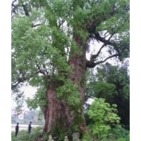 本人特供特大中國(guó)香樟王，直徑2.7米，分枝4米以上