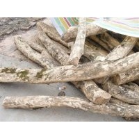 供應(yīng)曼地亞紅豆杉，櫻花，桂花，銀杏大小苗，盆景，瓜子黃楊