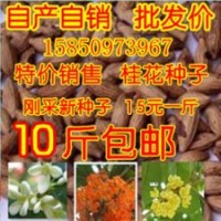 供應(yīng)金葉女貞，衛(wèi)矛，紅葉小檗，紫薇，黃楊等綠化苗木