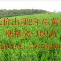 大葉黃楊