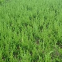 供應(yīng)龍柏
