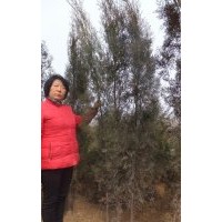 供 側(cè)柏 火炬 黃櫨