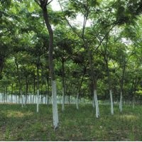 買合歡到哪里去，常青苗木基地