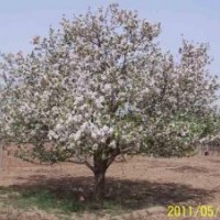 長期大量供應八棱海棠樹 規(guī)格齊全 質量優(yōu)