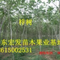 山東梓樹