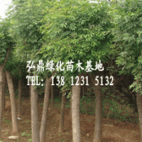 供應(yīng)國(guó)槐樹，國(guó)槐樹價(jià)格，國(guó)槐品種齊全