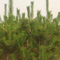 大量優(yōu)質側柏苗待售量大從優(yōu)