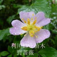 供應(yīng)灌木野薔薇