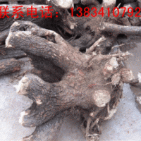 流蘇樹（牛筋樹）流蘇樹價格（牛筋樹價格）流蘇樹樁（牛筋樹樁）