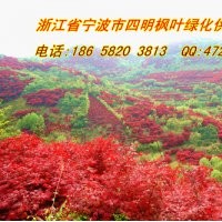 常年優(yōu)惠供應:紅楓/櫻花/桂花/茶花/茶梅/五針松