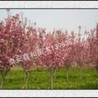 櫻花樹苗