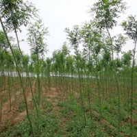 綠化苗木國(guó)槐、垂柳、榆葉梅、丁香、棗樹(shù)、 梨樹(shù)