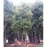 供應(yīng)香樟、樸樹、欒樹、高山榕、大葉榕、小葉榕