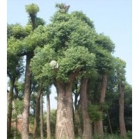 長(zhǎng)沙香樟苗木產(chǎn)業(yè) 專業(yè)批發(fā)移栽香樟 園林綠化苗木產(chǎn)品