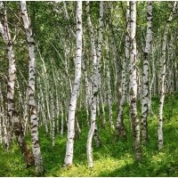 原生白樺樹,原生暴馬丁香各種樹姿各種規(guī)格,原生白皮松