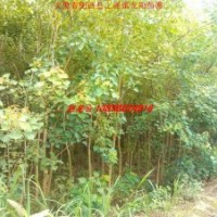 安徽供應(yīng)烏桕 欒樹 杜英 廣玉蘭 桂花 紫玉蘭