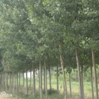 供應(yīng)毛白楊 速生楊 柳樹 泡桐 白臘 國(guó)槐 法桐 刺槐