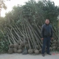供應(yīng)大葉女貞等各種綠化工程苗木